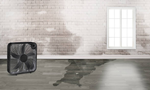 Best Basement water damage restoration  in Primera, TX